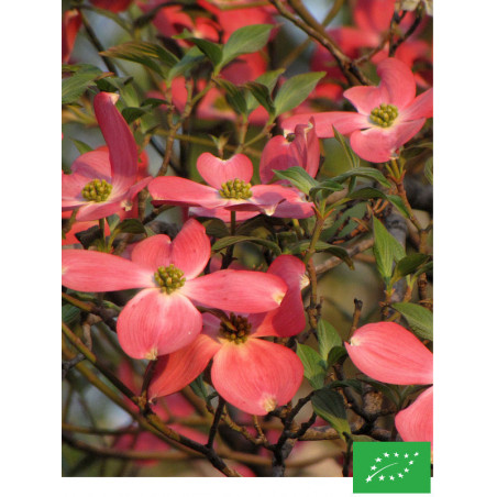 Cornouiller de Floride 'Red Geant'