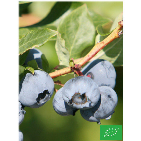 Myrtillier arbustif 'Centurion'