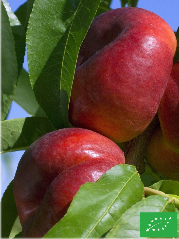 Nectarinier 'A fruit plat et chair jaune'