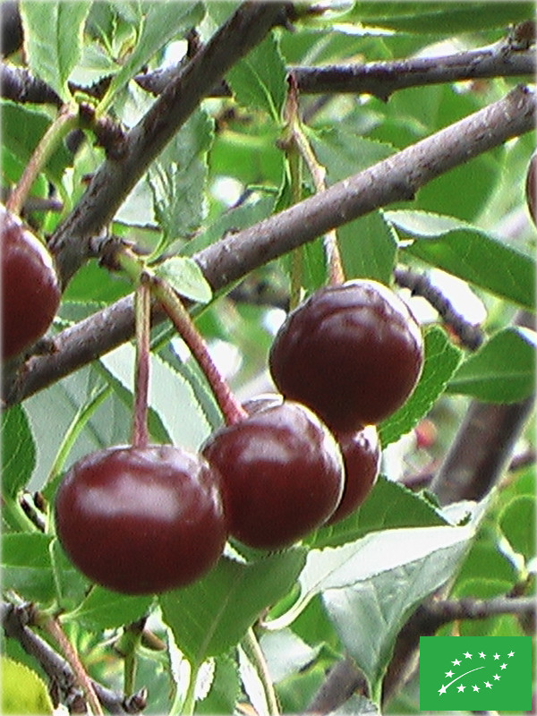 Cerisier Oblacinska
