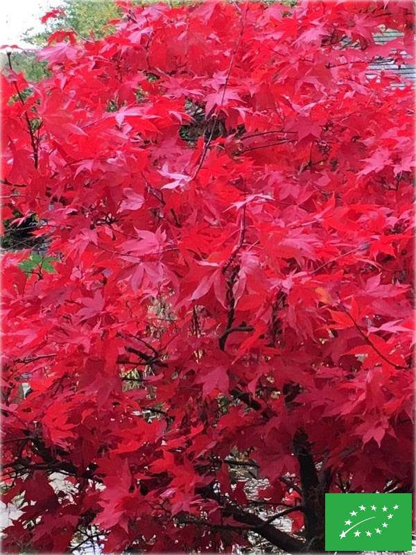 Erable du Japon 'Autumn Red'