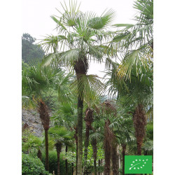 Palmier de Chine
