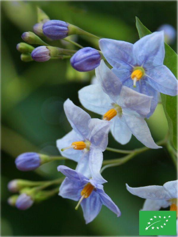 Solanum grimpant à fleurs bleues
