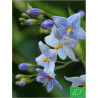 Solanum grimpant à fleurs bleues