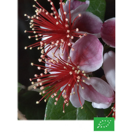 Feijoa Sellowiana