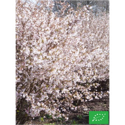 Cerisier du Japon 'Oshidori'