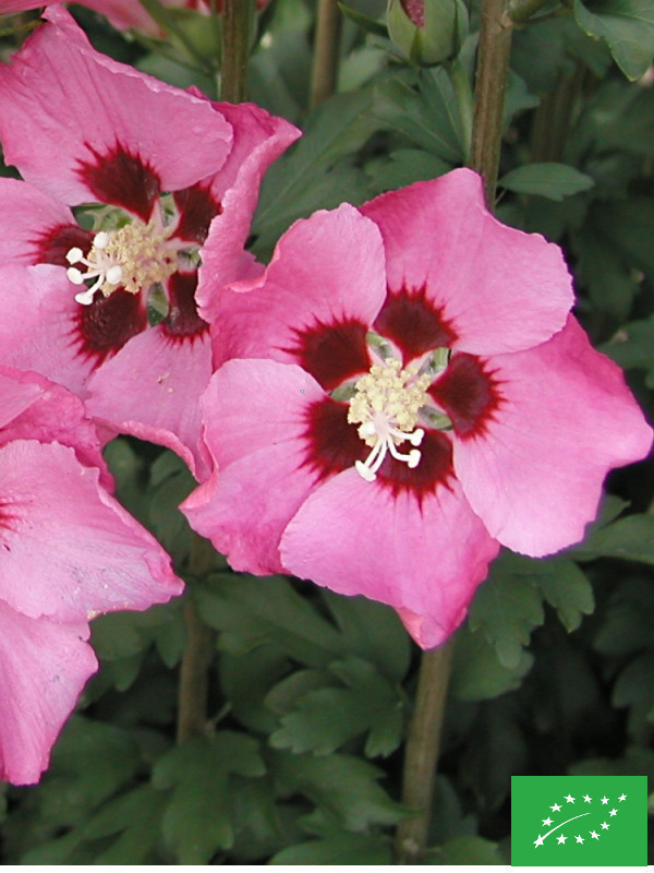 Hibiscus des jardins 'Woodbridge'