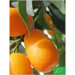 Kumquat 'Margarita'