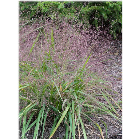 Eragrostis poilu 'Purple Love Grass'