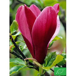 Magnolia à fleur de Lis 'Nigra'
