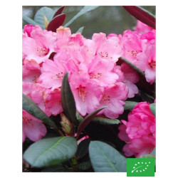 Rhododendron 'Wine Roses'
