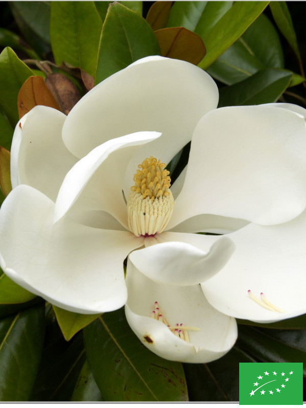 Magnolia à Grandes Fleurs 'Le Nantais'