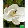 Magnolia à Grandes Fleurs 'Le Nantais'