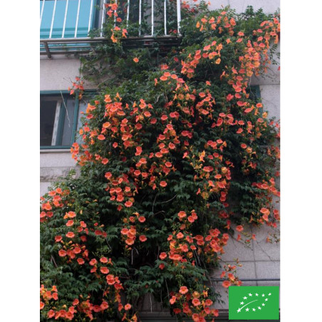 Bignone de Chine 'Grandiflora'